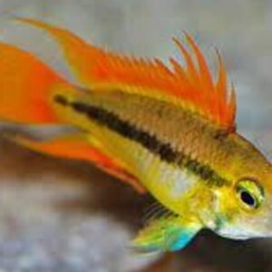 Bulgarian Seal Point Angel Medium Size Live Fish tropical aquarium
