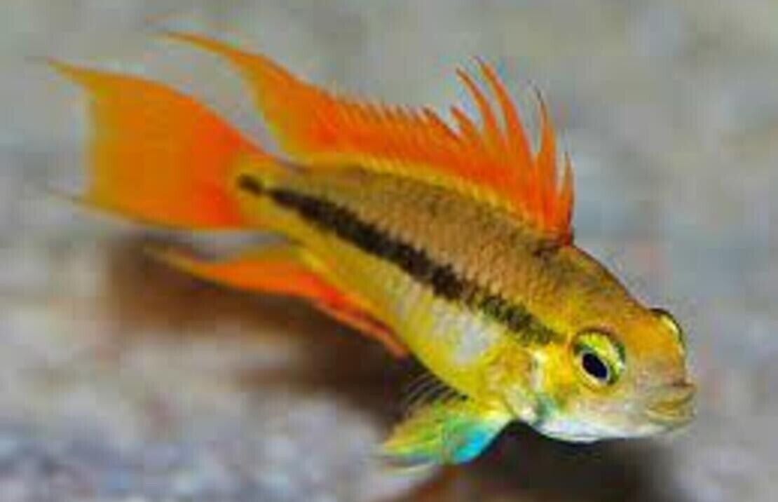 57_17679738-637a-4e20-a4ec-a4dda03b46d1.jpg Bulgarian Seal Point Angel Medium Size Live Fish tropical aquarium