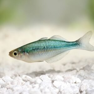 🎩 12x Male Japan Blue Endler Guppies - Vibrant Rich Powder Blues! 🌿 Live Fish