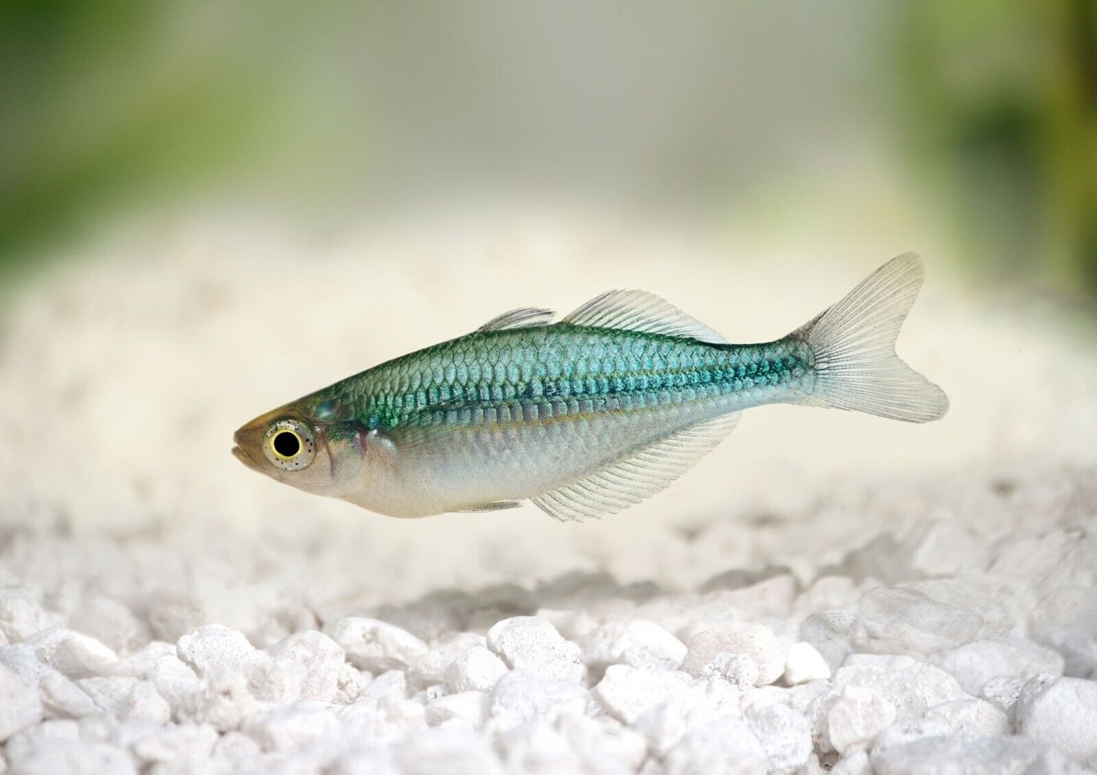 57_1794a20d-edc6-427b-a3cb-ad66089c0d5c.jpg π© 12x Male Japan Blue Endler Guppies - Vibrant Rich Powder Blues! πΏ Live Fish