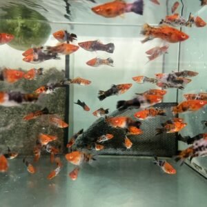 6 Clown Rasboras (Rasbora Kalochroma) RARE striking Live Fish Crazy Price