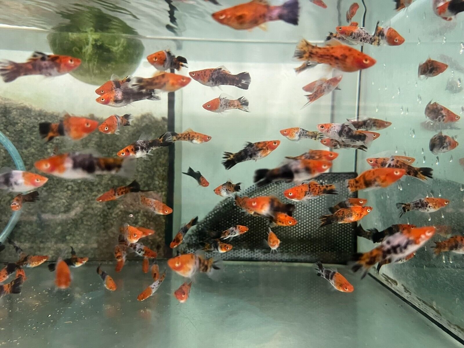 57_195895f1-3935-4865-8288-4fdc66ee51fa.jpg 6 Clown Rasboras (Rasbora Kalochroma) RARE striking Live Fish Crazy Price