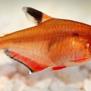 🌈 2 Rainbow Cichlid 1.5 inches Live Fish Unique African Cichlid Specie Aquarium
