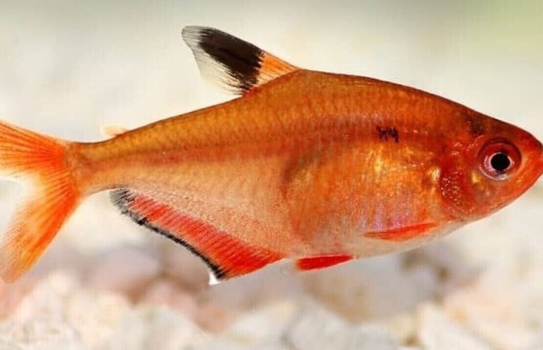 57_1a5991fc-1469-4f3a-b6e6-8c3292aeead1.jpg π 2 Rainbow Cichlid 1.5 inches Live Fish Unique African Cichlid Specie Aquarium