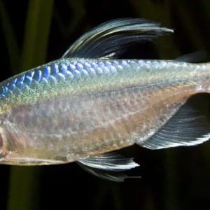 ✨ Corydora Gold Laser XL - Elegance in Miniature Form Fast Ship Live Fish ✨