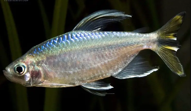 57_1b8c4bbd-c623-40c2-8f15-5002a373c195.png ✨ Corydora Gold Laser XL - Elegance in Miniature Form Fast Ship Live Fish ✨