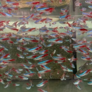 Jurupari Cichlid 2" Satanoperca Jurupari Cichlid Live Fish FAST SHIP
