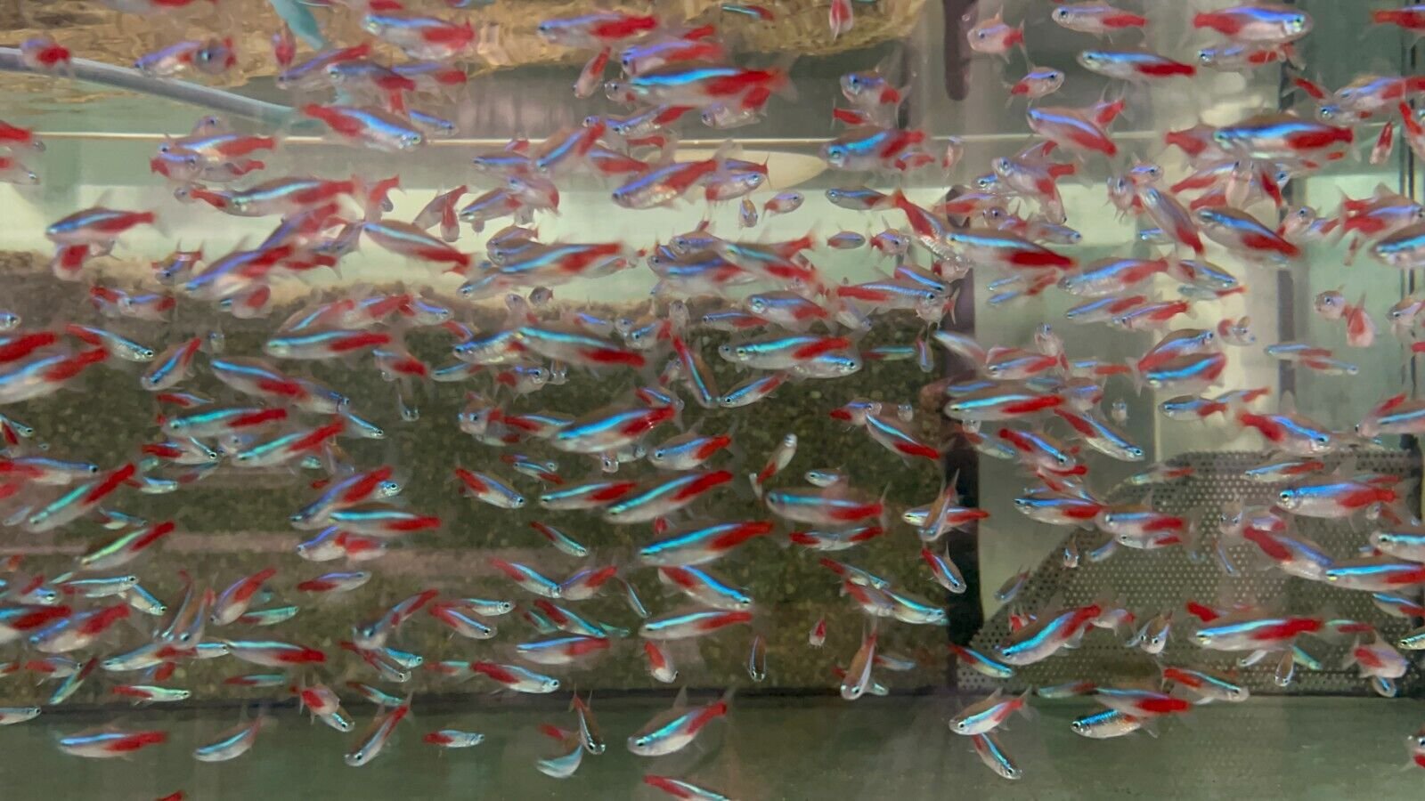 57_1bcabea5-2f5c-4ae9-917e-57a21ecc4b52.jpg Jurupari Cichlid 2" Satanoperca Jurupari Cichlid Live Fish FAST SHIP