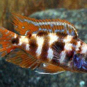 Rhino Crocodile Plecostomus 2.5 inch Pleco - Live Fish Fast Shipping