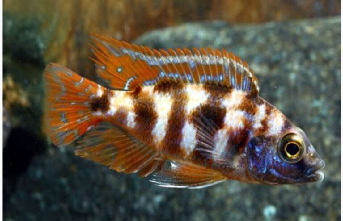 57_1cdecd53-452c-4539-932c-db3a31112686.jpg Rhino Crocodile Plecostomus 2.5 inch Pleco - Live Fish Fast Shipping