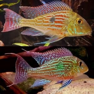 2x Threadfin Acara Cichlids 2" - 2.5" Live Tropical Aquarium Fish FAST SHIP