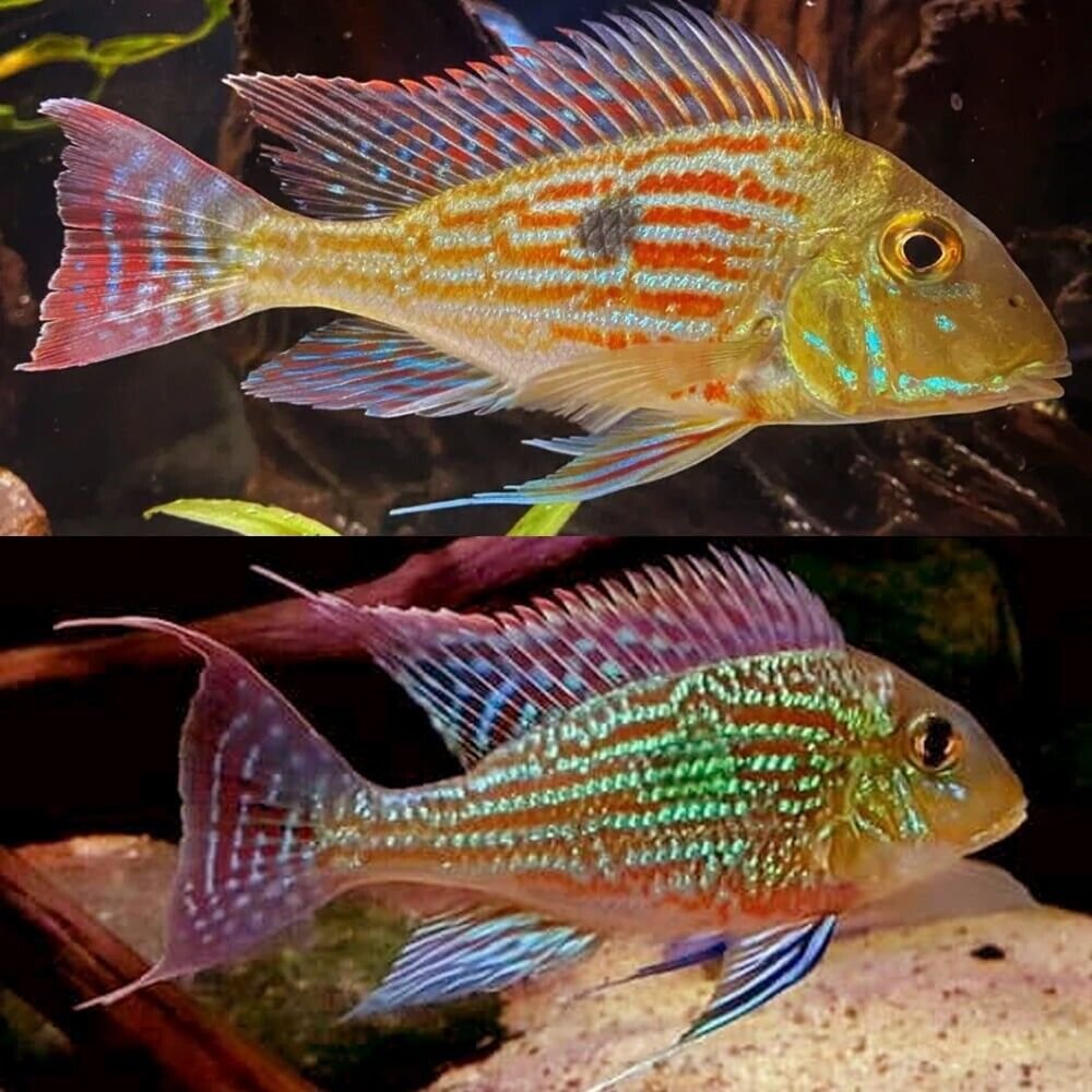 57_1ce6ac0b-2dea-440f-9d73-d0f62baf5c35.jpg 2x Threadfin Acara Cichlids 2" - 2.5" Live Tropical Aquarium Fish FAST SHIP