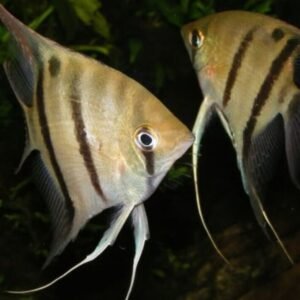 🐠 2 MALE Blue Cobalt Dwarf Gourami - Exquisite Beauty FAST SHIP