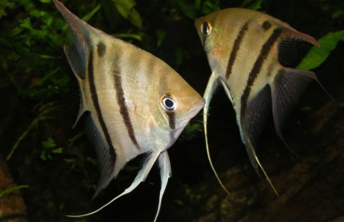 57_1d0f5c41-3821-4269-82d6-c98c36b77d5a.jpg π 2 MALE Blue Cobalt Dwarf Gourami - Exquisite Beauty FAST SHIP