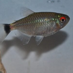 12 PACK Silver Tip Brass Tetra LIVE TROPICAL FISH Great Fish Awesome Price.