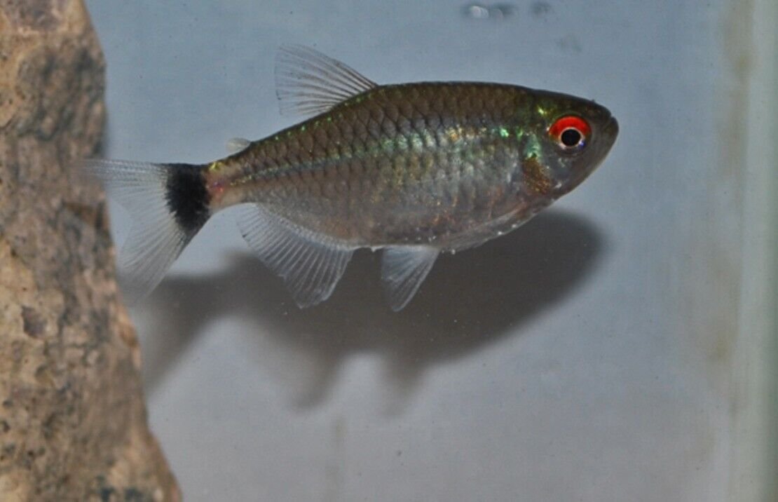 57_1d525ec5-27d1-4f06-bf2d-34186daaab38.jpg 12 PACK Silver Tip Brass Tetra LIVE TROPICAL FISH Great Fish Awesome Price.