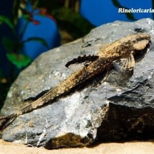 3x 🌟 Indian Zodiac Loach - Mystical Aquatic Enchantment! 🐠 Live Fish Fast Ship