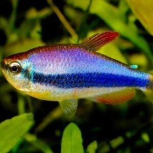 3x 6x or 12x Green Tiger Barb Active Healthy Fish Mixed Genders OVERNIGHT SHIP