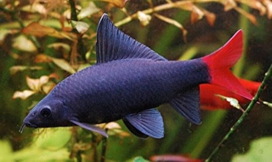 57_1e6f94ff-894d-475d-9500-4b937352c380.jpg 2 Live Empire Gudgeon Rare Freshwater Tropical Fish Hypseleotris Compresa Goby