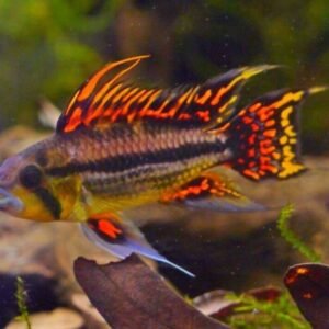 12-Pack Blue Tetra med-lrg Vibrant Live Fish Colorful FAST SHIP