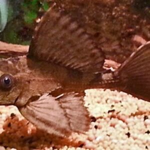 3 Pack Haplochromis Venustus Cichlids 3" Healthy Malawi Cichlid Live Fish