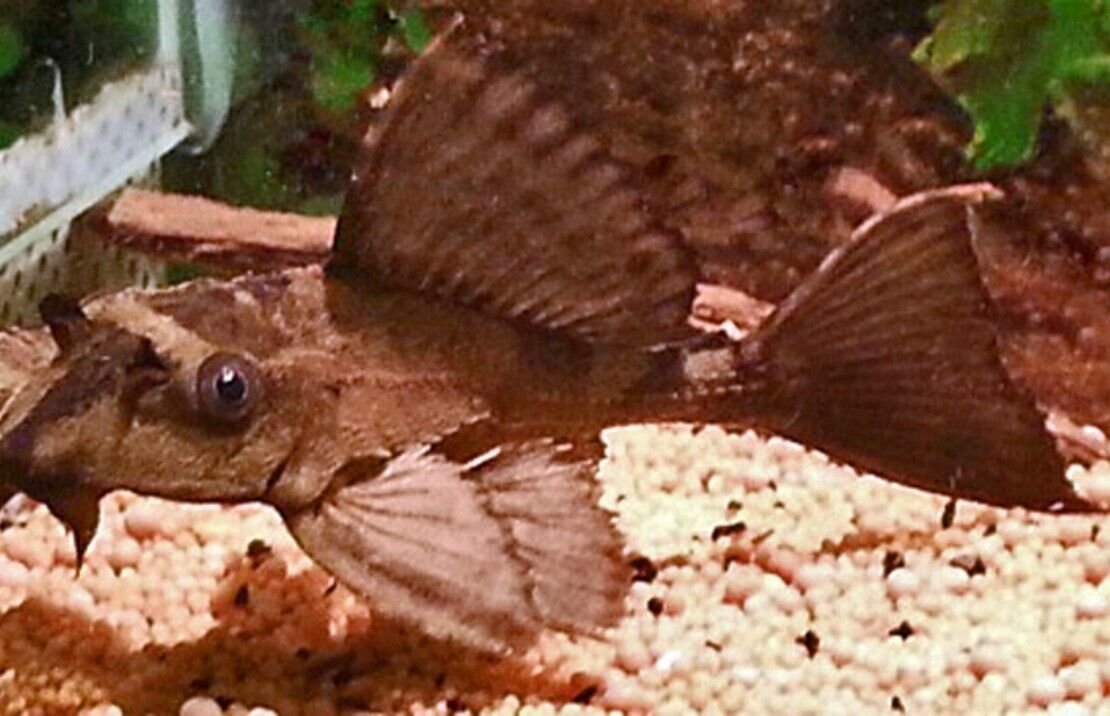 57_22397d67-c0f8-46da-92d8-7bc916108c4a.jpg 3 Pack Haplochromis Venustus Cichlids 3" Healthy Malawi Cichlid Live Fish