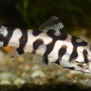 3 Plecostomus - 1.5" - 2" Live Fish Sucker Mouth easy keep pleco Fast Shipping