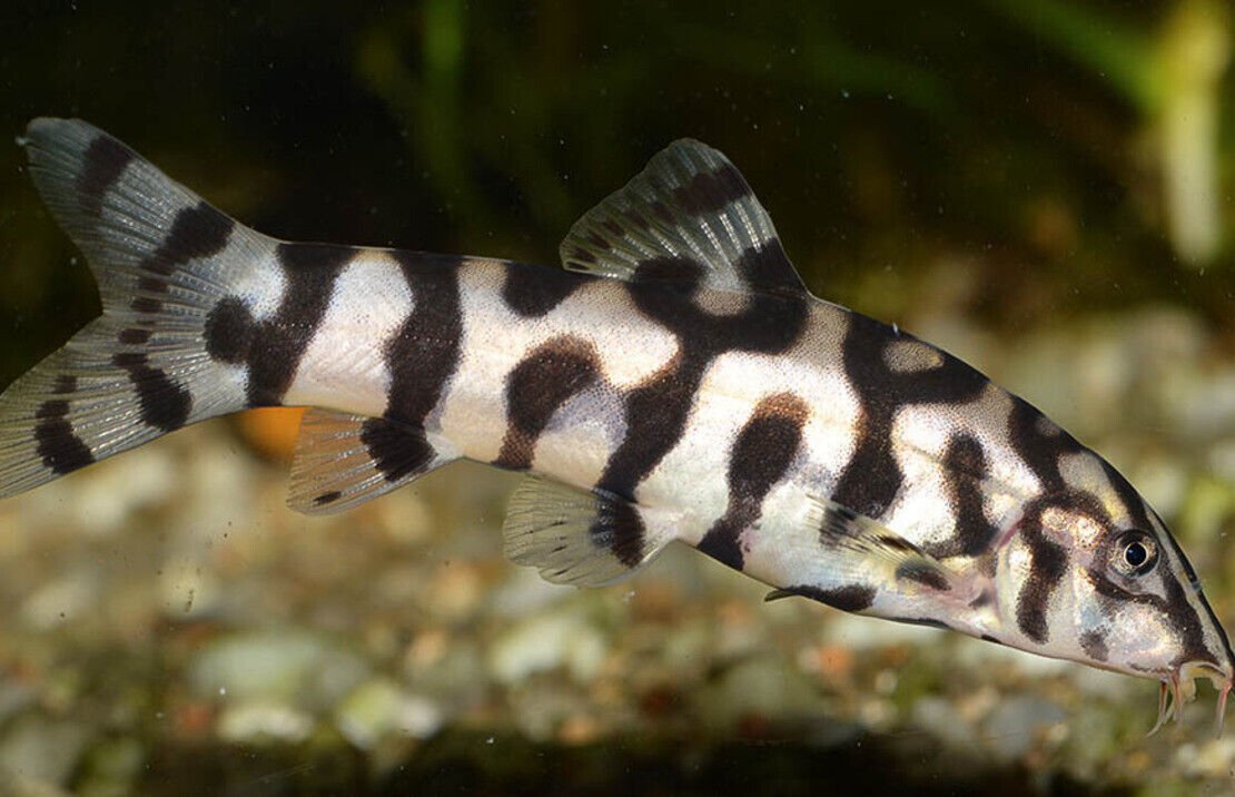 57_23356540-7c4a-447f-b5ce-a7e7734252ec.jpg 3 Plecostomus - 1.5" - 2" Live Fish Sucker Mouth easy keep pleco Fast Shipping