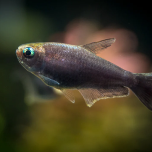 3 Pack Kyburz Tetra regal elegance Live Tropical Fish Community Fish