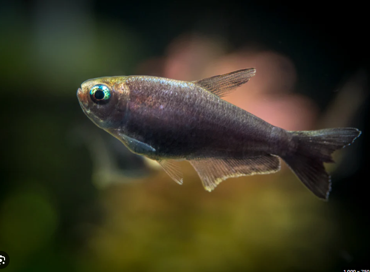 57_23d3daba-750b-4c45-b0f8-d5726dfb32c2.png 3 Pack Kyburz Tetra regal elegance Live Tropical Fish Community Fish