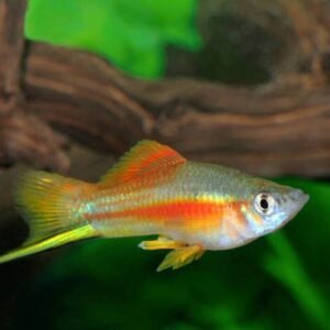 2 Yellow-finned Chalceus 3" Healthy Live Characin Fish FAST SHIP