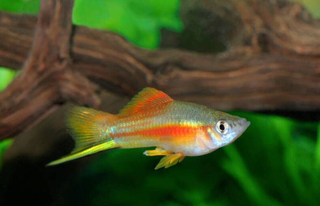 57_24534e6d-75a4-4c64-a6bf-f001c86813d2.jpg 2 Yellow-finned Chalceus 3" Healthy Live Characin Fish FAST SHIP