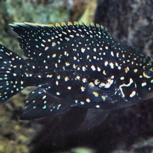 Albino Sailfin Pleco 2" - Live Fish Fast Shipping Great Plecostomus Addition