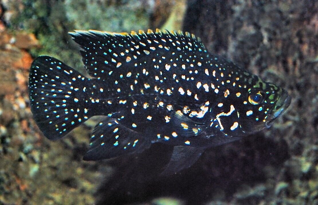 57_253f50a2-cdaf-4e67-938f-5ca2dc6f3a35.jpg Albino Sailfin Pleco 2" - Live Fish Fast Shipping Great Plecostomus Addition