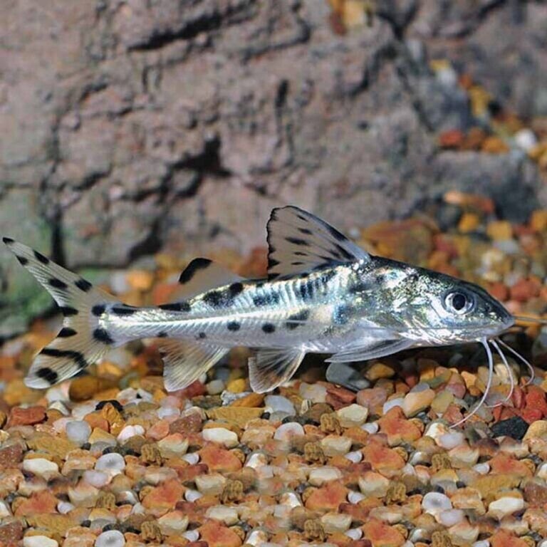 57_25937825-992c-4d5c-ada1-94fa406c9362.jpg 12X Mixed Male Guppies - Mix Guppies are like a box of chocolates! 🌿 Live Fish
