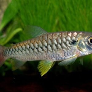 2 Pack Captivating Peacock Goby Live Fish: Stunning Nano FAST SHIP