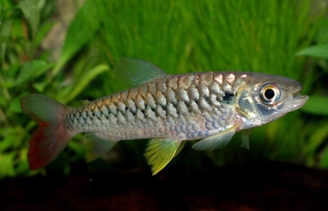57_2722ff11-e00b-485d-8a56-dbddc11b8331.jpg 2 Pack Captivating Peacock Goby Live Fish: Stunning Nano FAST SHIP