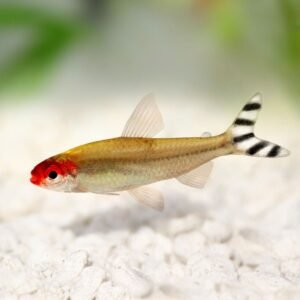 4x Blue kamaka Melanotaenia Kamaka Rainbowfish Freshwater Aquarium Live Fish M/L