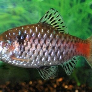 2 Pollen's Cichlid 1.5" - 2" Freshwater Cichlid Live Fish FAST SHIP