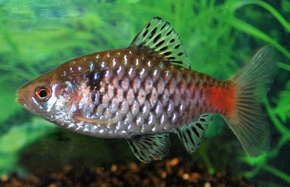 57_28e93427-d8aa-40c0-a8d5-32e37af07d0e.jpg 2 Pollen's Cichlid 1.5" - 2" Freshwater Cichlid Live Fish FAST SHIP