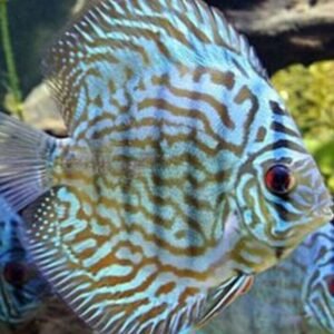 1 Pair Juvenile Apistogramma Nijsseni Live Tropical Aquarium Fish Cichlid