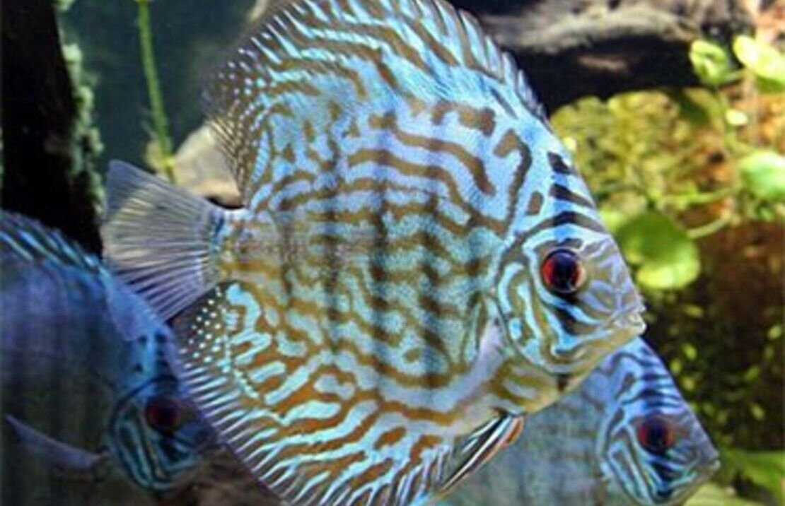 57_2943f39d-d585-42e8-bc2d-d41c201f0cde.jpg 1 Pair Juvenile Apistogramma Nijsseni Live Tropical Aquarium Fish Cichlid