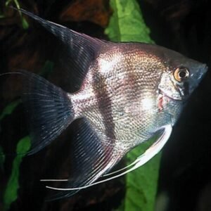 3x Haplochromis Moorii 2-2.5" Stunning Live Fish: Unique African Cichlid Specie