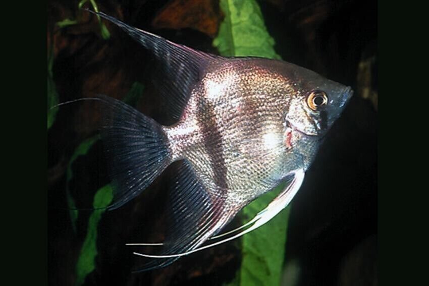 57_2a78aa52-e9f9-43fe-9a7f-5e6f1a58a904.jpg 3x Haplochromis Moorii 2-2.5" Stunning Live Fish: Unique African Cichlid Specie