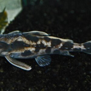 5 Red Glass Barbs Medium Live Aquarium Fish Community tank schooling live fish