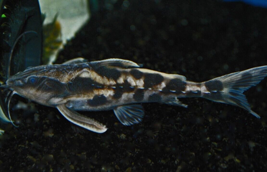 57_2c119fbe-25db-4537-9952-0840446fd041.jpg 5 Red Glass Barbs Medium Live Aquarium Fish Community tank schooling live fish