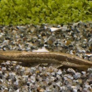 5-Pack Silver Dollar Live Fish great in schools : Characin FAST SHIP