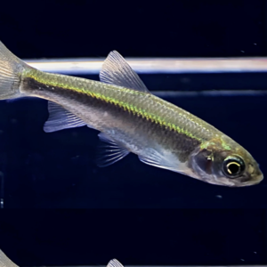 5 Corydora Loxoxonus Small- Not easy to find ! 🌈GREAT PRICE Live Fish