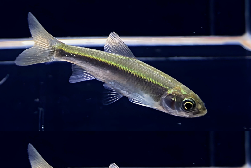 57_2ec2dda6-1d22-48ab-9011-88fa293e95e3.png 5 Corydora Loxoxonus Small- Not easy to find ! 🌈GREAT PRICE Live Fish