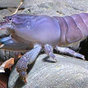Zig Zag 2.5" Fun addition Live Fish for Freshwater Aquarium Fish Mastacembelus.